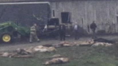 Застрелено 48 хижаків, випущених з приватного зоопарку в США