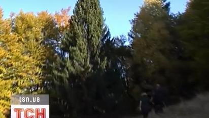 Ялинку для Папи Римського знайшли у Карпатах