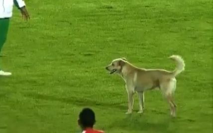 Собака перервала футбольний матч у Колумбії (відео)