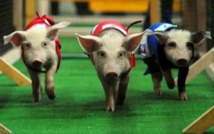 Ювілейні свинячі перегони стартували в Бразилії