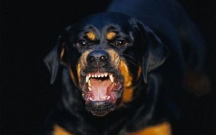 У Миколаєві зграя розлючених собак розірвала жінку