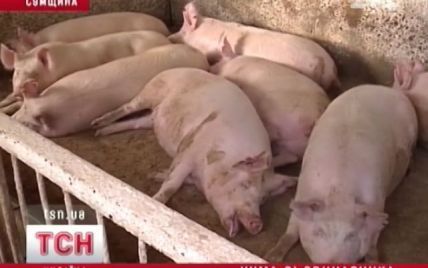 Африканська чума свиней підібралась до кордону України