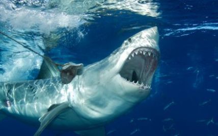 В Австралії відкрили полювання на акулу-людожерку
