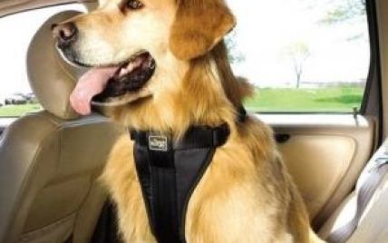 Англійські водії хочуть возити собак з ременями безпеки