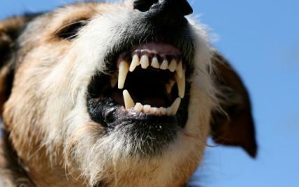 В Києві більшає кількість нападів безпритульних собак, а комунальники ігнорують скарги