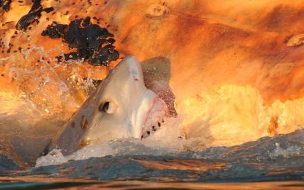 Зграя акул, гучно плямкаючи, розірвала на частини тушу кита (відео)