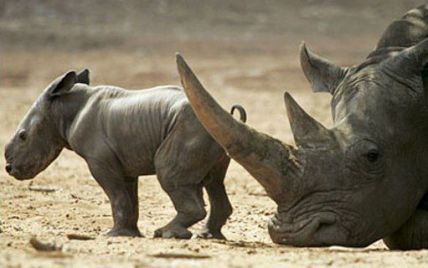 Браконьєри встановили рекорд за вбивством носорогів у Південній Африці