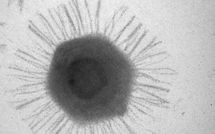 Біологи виявили мегавірус