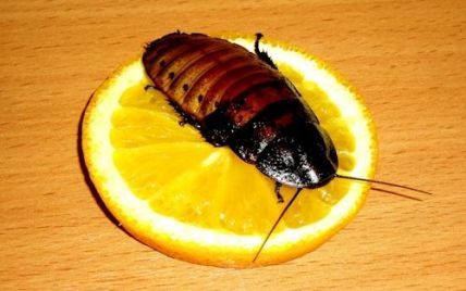В США одинокие люди могут взять шефство над тараканами и скорпионами в День всех влюбленных
