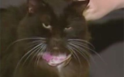Чорна кішка вижила після холодильної і газової камер