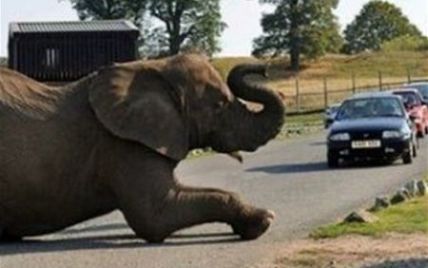 В Англії слон заснув на дорозі і створив автомобільну пробку