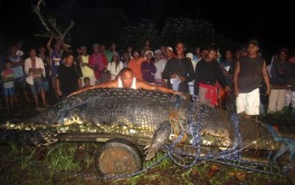 Спійманий на Філіппінах мега-крокодил страждає від стресу