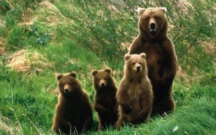 На Закарпатті відкрили реабілітаційний центр для ведмедів