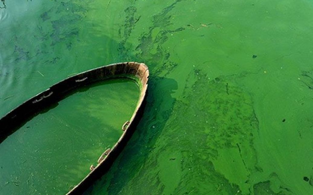 Китай, Аньхой. Човен, оточений зеленими водоростями у озері Коху, провінція Хефей. Зелені водорості розповсюджуються по всьому узбережжю, їхнє цвітіння збільшилося приблизно на 50 відсотків протягом останніх двох місяців. Наразі розмір території, вкритої цвітучими водоростями складає майже 320 квадратних кілометрів, що у 4 рази більше площі острова Гонконг. / © AFP