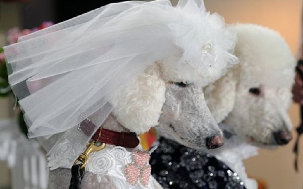 Пуделі, вдягнені у весільне вбрання, позують перед камерами під час собачої виставки у Тайбеї. / © AFP