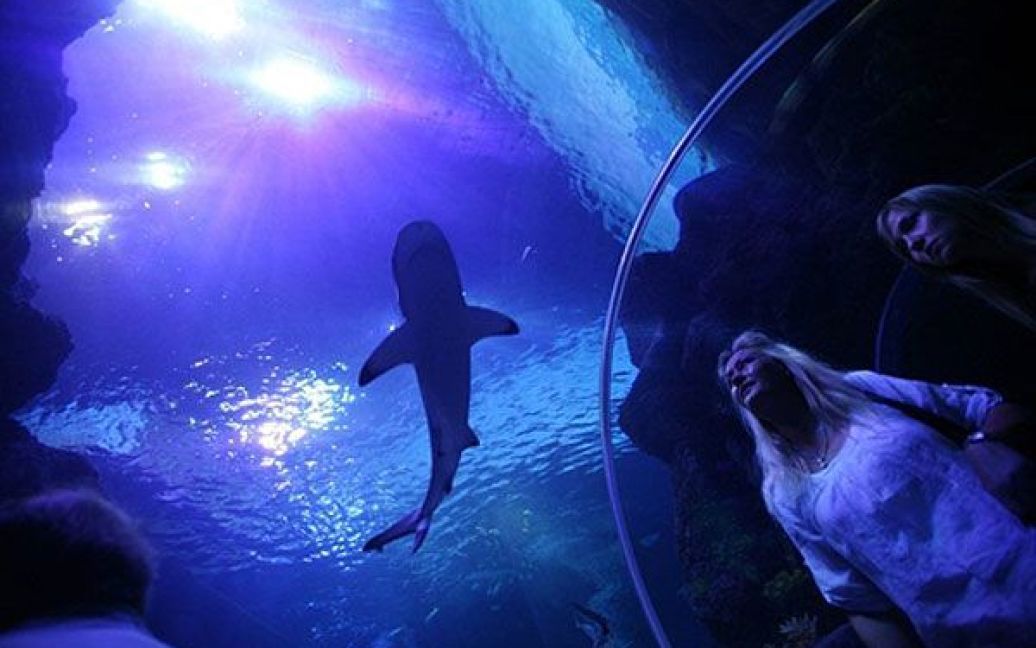Німеччина, Оберхаузен. Відвідувачі роздивляються акул та інших, які плавають над їхніми головами у акваріумі-тунелі "Sea Life" у Оберхаузені, Західна Німеччина. / © AFP