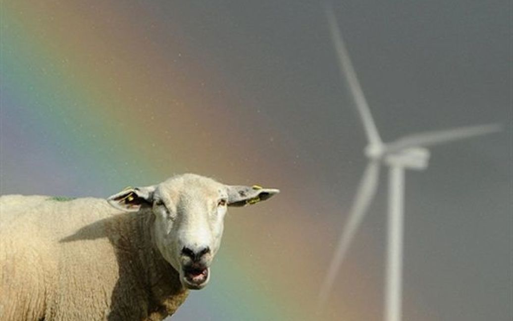 Вівці пасуться на полі вітряків поблизу німецького міста Хузум. / © AFP