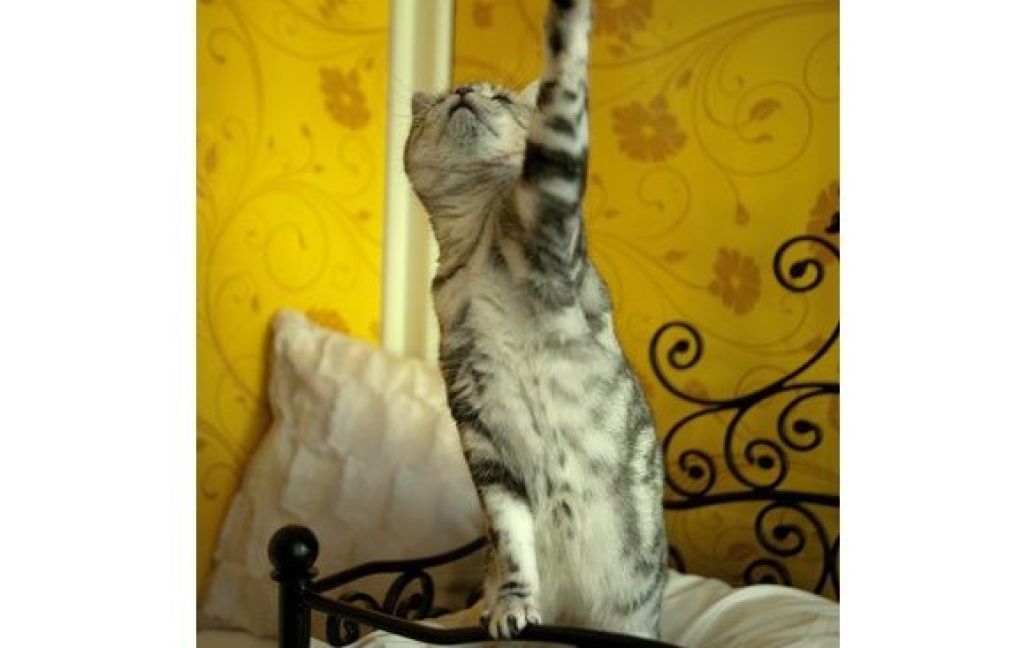 Фешенебельний готель для котів у Хартфордширі / © Longcroft Luxury Cat Hotel