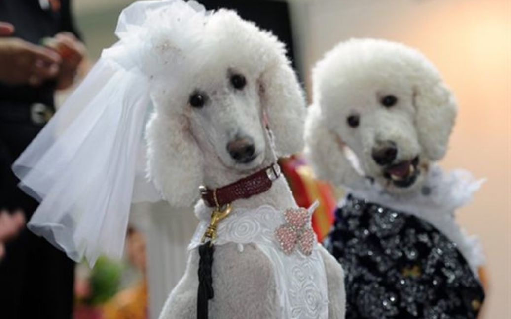 16.07. Пуделі у весільному вбранні позують для фотографів під час шоу собак у Тайбеї. / © AFP