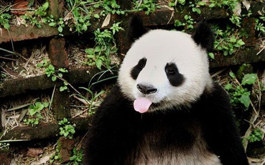 Китай, Ченду. Панда показує язика відвідувачам Центру наукових досліджень та охорони дикої природи для гігантських панд у Ченду, провінція Сичуань. У дикій природі залишилось лише 1590 панд, в основному вони живуть у провінціях Сичуань, Шеньсі і Ганьсу, ще 290 особин ростуть у неволі під егідою програм охорони панд у всьому світі. / © AFP