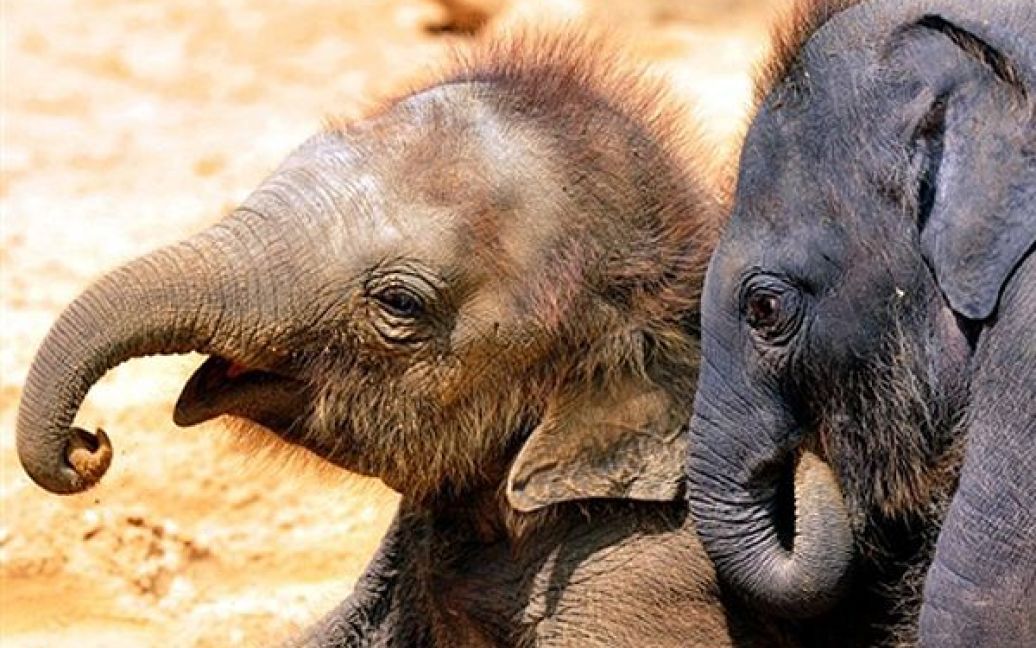 Слоненята, які народилися 2 дні тому, граються у своєму вольєрі у зоопарку Ганновера. / © AFP