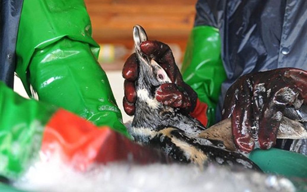 Волонтери відмивають магелланових пінгвінів, які забруднилися у нафті під час міграції з Аргентини. / © AFP