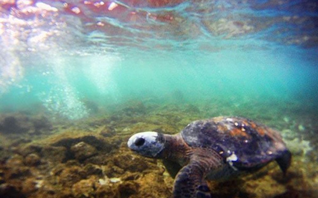 Чилі, острів Пасхи. Черепаха пливе у океані біля острова Пасхи, який знаходиться у 3700 км від чилійського узбережжя у Тихому океані. / © AFP