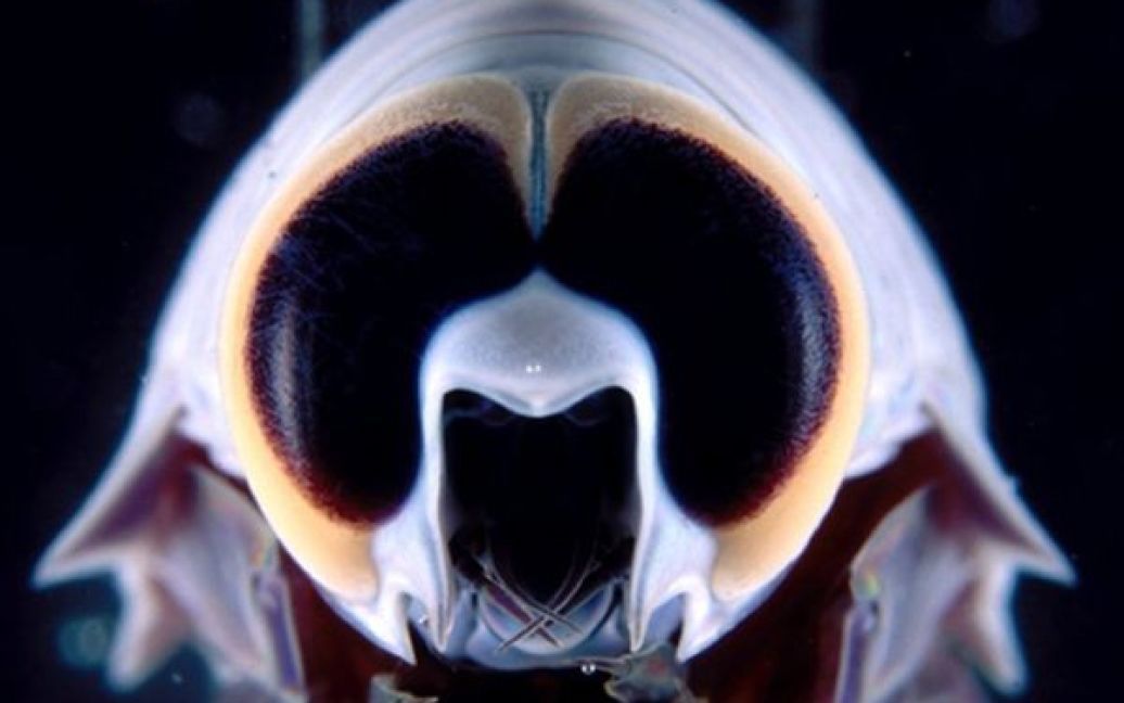 Австралійські вчені за допомогою спеціально створеного обладнання змогли сфотографувати риб та молюсків Великого бар&rsquo;єрного рифу, які живуть на глибині 1,4 кілометри, куди не потрапляє сонячне світло. На фото глибоководний амфіпод. / © AFP