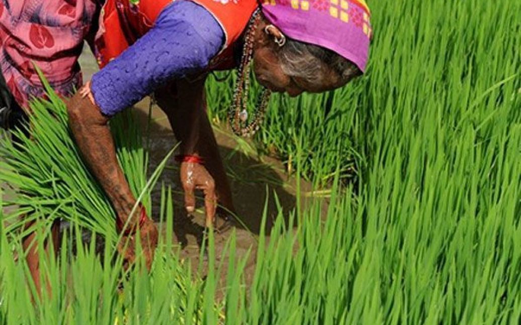 Індія, Ахмедабад. Індійська робітниця саджає рис на полі неподалік від міста Дхолка. Фермери у західному індійському штаті Гуджарат очікують цього року рекордний урожай рису через велику кількість опадів. / © AFP