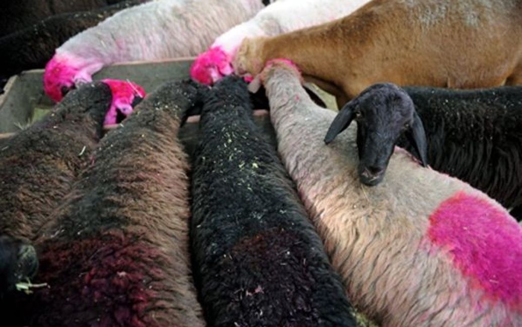 Продавці пофарбували своїх овець у різні кольори, щоб не переплутати, перед продажем на ринку худоби у Кабулі. / © AFP