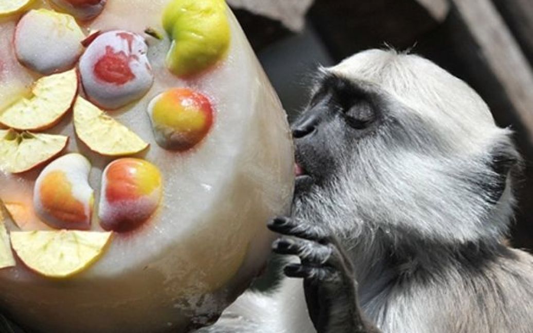 Сірих лагу рів у Ганноверському зоопарку пригостили морозивом із фруктами. / © AFP