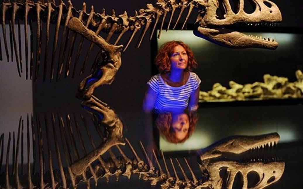 Німеччина, Франкфурт-на-Майні. Жінка роздивляється модель скелета динозавра Piatnitzkysuarus у науково-дослідному інституті Зенкенберга і музеї природної історії. Виставка "GigaSaurs &mdash; Гіганти Аргентини" відкрилась у Франкфурті-на-Майні, на виставці можна побачити моделі, скелети, яйця, відбитки слідів динозаврів та інші експонати, які дають уяву про 22 різні види динозаврів цілої епохи (від 230 млн років д.н.е. і до 65 млн років д.н.е.). / © AFP