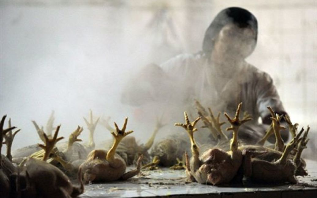 Ліма. Жінка обскубує курей перед початком святкування Дня смаженої курки. Міністерство сільського господарства Перу впровадило це свято, щоб вшанувати власників птахофабрик. За офіційними даними, під час святкування було з&rsquo;їдено 40 тисяч курей. / © AFP