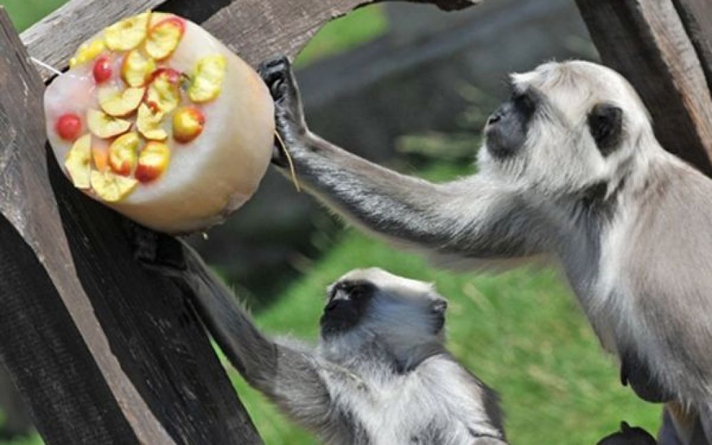 У зоопарках більшості приматів дають морозиво, щоб тварини легше переносили спеку. / © AFP