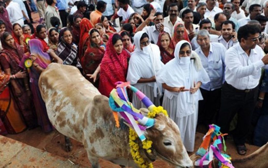 Індуїсти влаштували мітинг з вимогою заборонити вбивство корів у Бангалорі. Раніше вони подали до індійського парламенту законопроект, який забороняє вбивство корів, телят, буйволів та волів, а також зберігання та продаж яловичини. Усіх порушників цього закону вони пропонують позбавляти волі на строк до 7 років. / © AFP