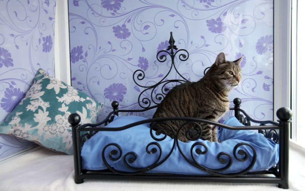 Фешенебельний готель для котів у Хартфордширі / © Longcroft Luxury Cat Hotel