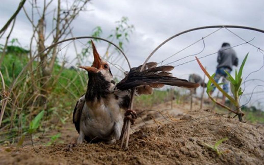 Шпак намагається вибратися з пастки у яку він потрапив поблизу індійського міста Гувахаті, штат Ассам. У Ассамі полювання на пташок дозволене лише бідним людям, які не можуть прогодувати себе іншими шляхами. / © AFP