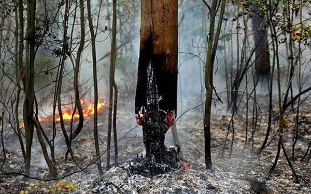 За попередніми оцінками аналітиків, збитки російської економіки від аномальної спеки і лісових пожеж за місяць склали близько 15 мільярдів доларів. / © AFP