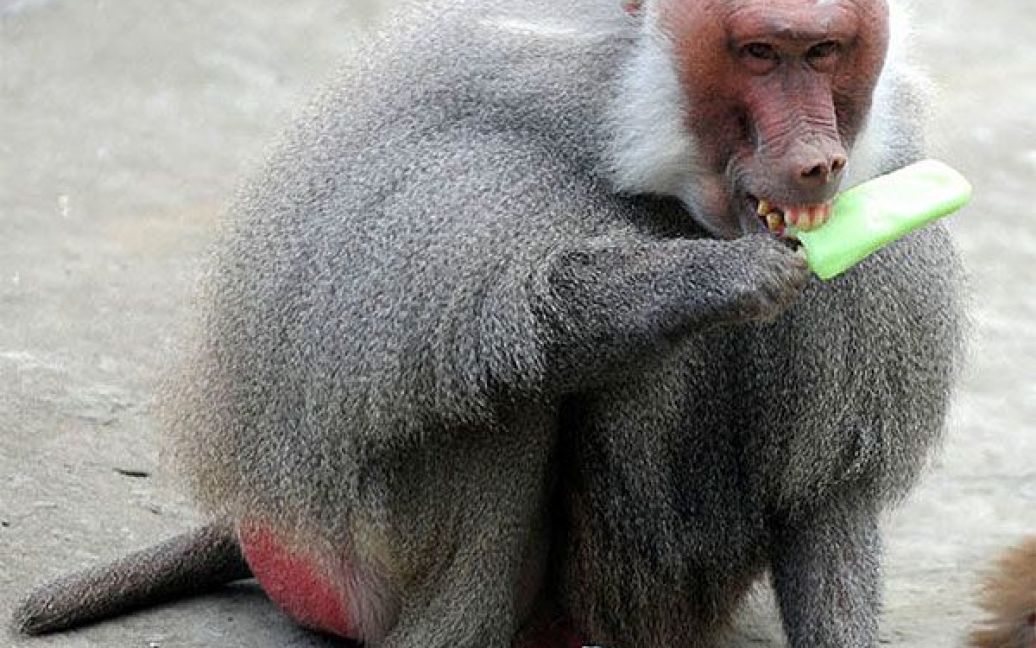 Китай. Бабуїн їсть фруктовий лід у зоопарку міста Ханьчжоу. / © AFP