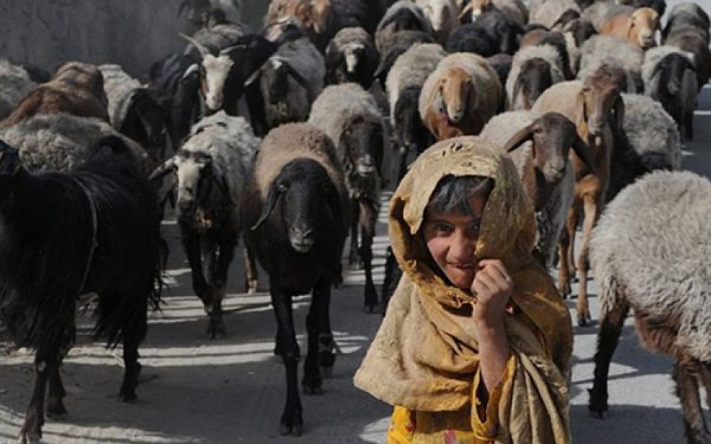 Дівчинка випасає овець у Кабулі. Завтра у Кабулі розпочнеться мирна конференція, на якій афганський уряд розробити план розвитку країни після виведення з Афганістану військ США та НАТО. / © AFP