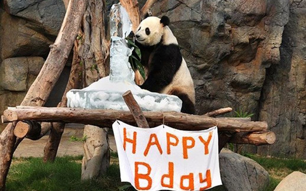 Китай, Гонконг. Панда Ле Ле (Le Le) у Океанському парку в Гонконзі отримала у подарунок на день народження величезну фігуру у вигляді панди, висічену з льоду. У Океанському парку наразі живуть 4 панди, двом з яких у серпні 2010 року виповниться по 5 років, ще дві панди прибули до парку 11 років тому. Найстаршій панді у парку вже виповнилось 32 роки. / © AFP