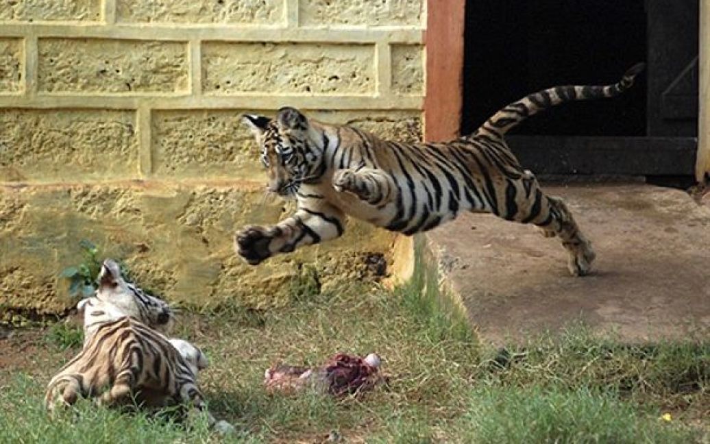 29.07. Двоє шестимісячних бенгальських тигрів граються у зоопарку індійського міста Бхубанесвар. За інформацією Всесвітнього фонду захисту диких тварин у Індії залишилося лише 1400 бенгальських тигрів. / © AFP