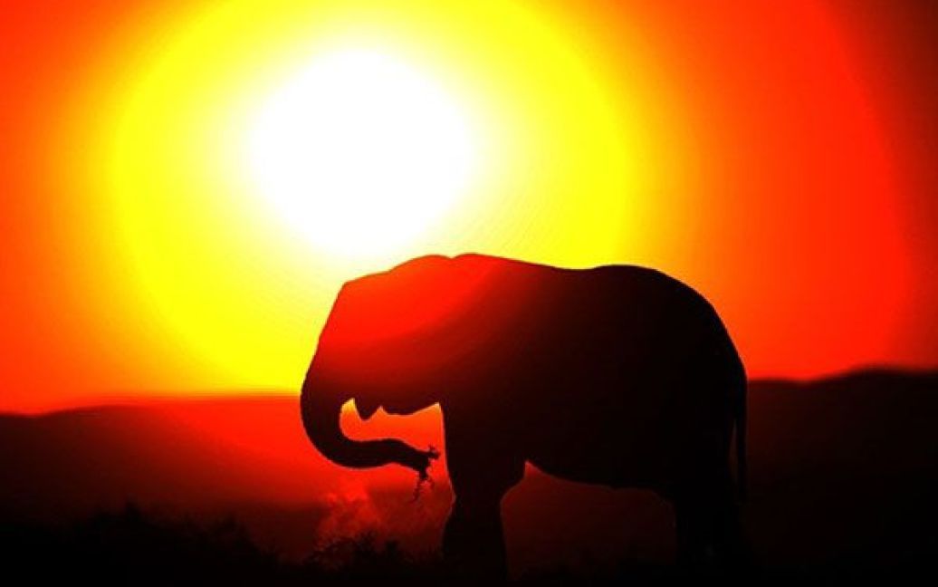 Південна Африка, Порт-Елізабет. Слон у національному парку Еддо у Східному Кейпі поблизу Кейптауна. Національний парк слонів Еддо, заснований у 1931 році, є одним з найвідоміших місць проживання слонів, чорних і білих носорогів, гірської зебри та інших рідкісних тварин. На території парку мешкає найбільша у Африці популяція слонів - більше 200 особин. / © AFP