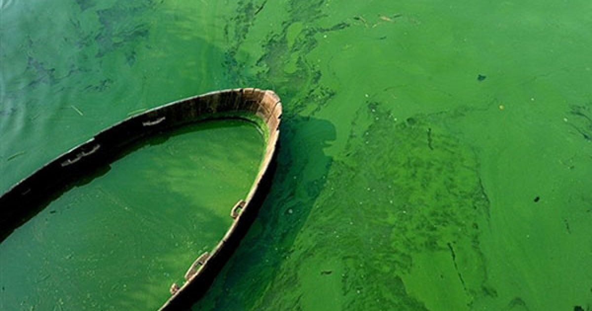 Китай, Аньхой. Човен, оточений зеленими водоростями у озері Коху, провінція Хефей. Зелені водорості розповсюджуються по всьому узбережжю, їхнє цвітіння збільшилося приблизно на 50 відсотків протягом останніх двох місяців. Наразі розмір території, вкритої цвітучими водоростями складає майже 320 квадратних кілометрів, що у 4 рази більше площі острова Гонконг. / © AFP