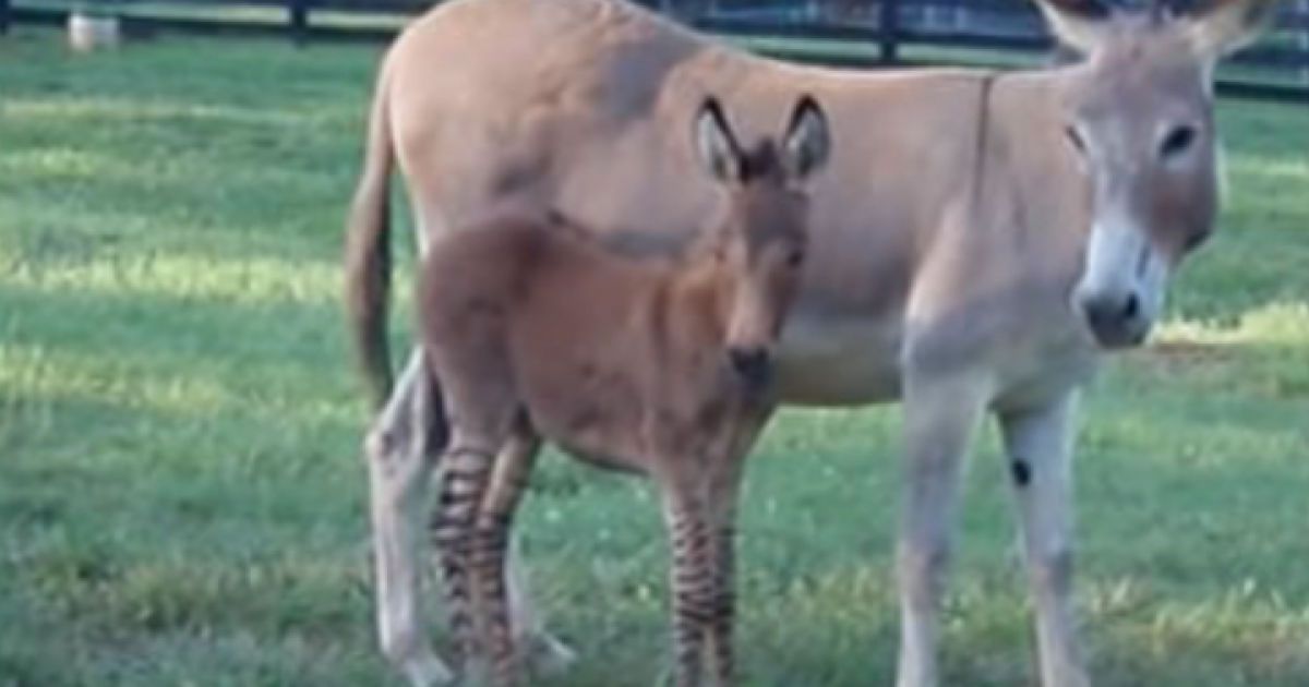 Гібрид віслюка і зебри з'явився на світ в заповіднику в США