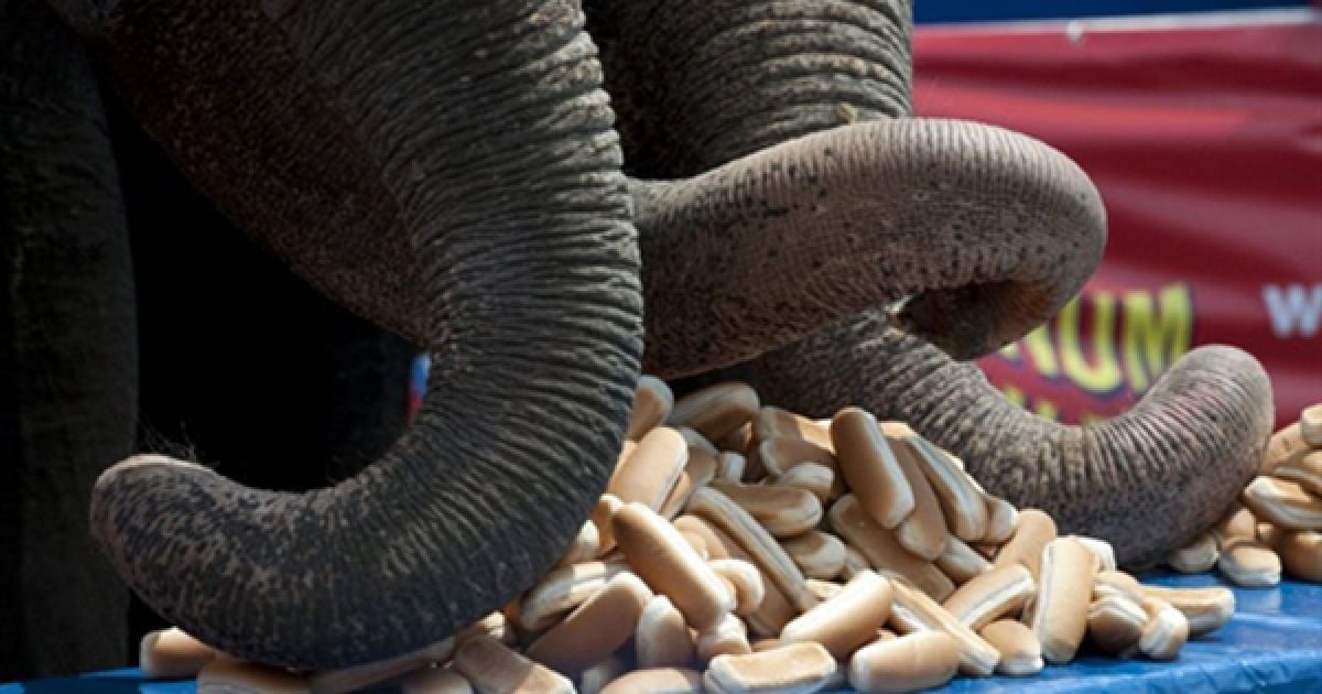 2.07. На Коні-Айленді, Нью-Йорк, провели змагання з поїдання булочок для хот-догів між людиною та слоном. Слони змогли з&rsquo;їсти 41 булочку, а чоловіки лише 15. / © AFP