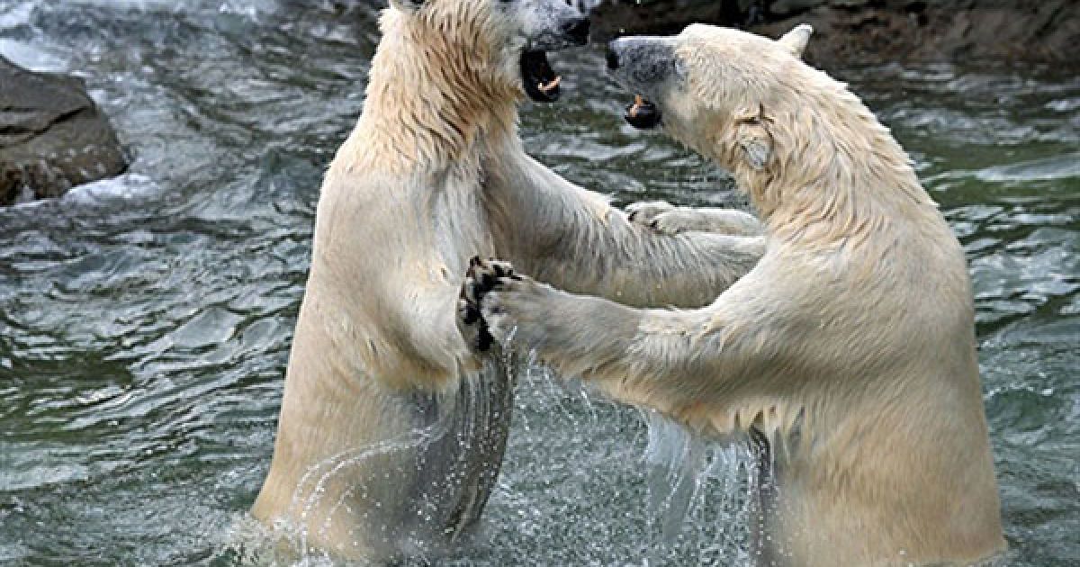 Німеччина, Ганновер. Полярні ведмеді Арктос і Спрінтер борються у басейні їхнього вольєру у зоопарку міста Ганновер на півночі Німеччини. Молодих білих ведмедів вперше поселили разом до одного вольєру на минулому тижні.