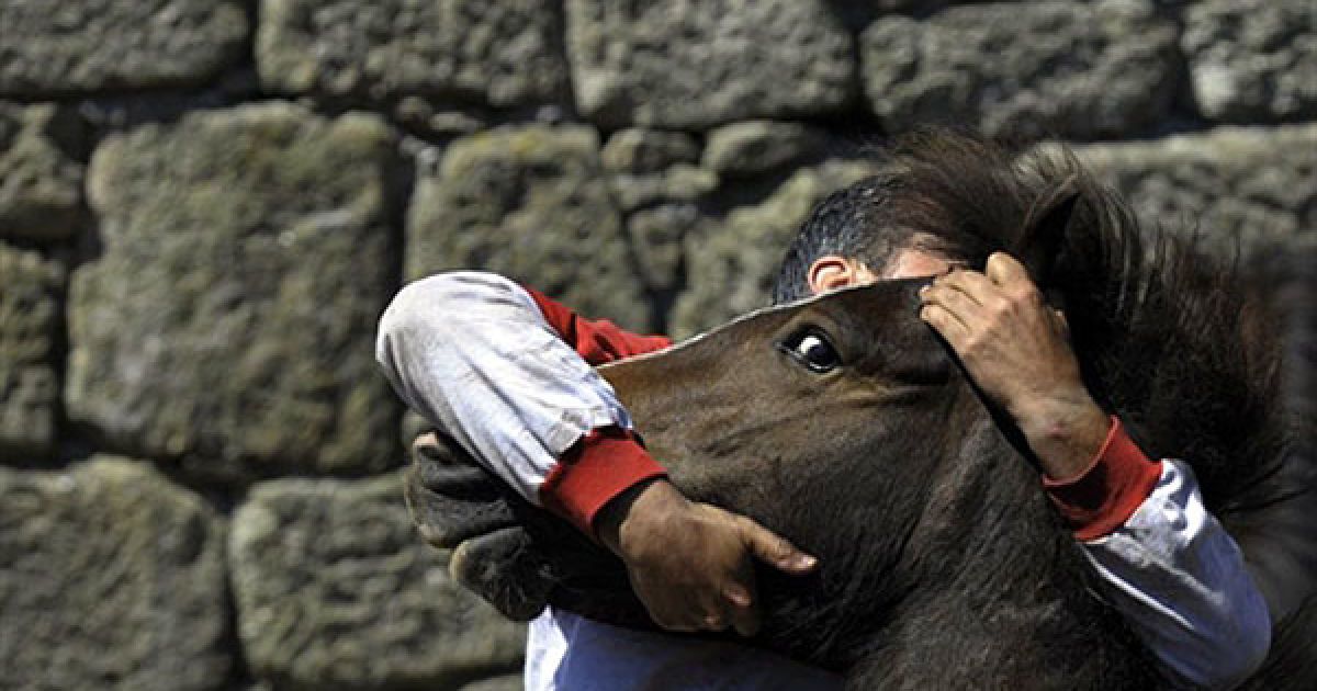Іспанія, Сабуседо. "Аloitador" (борець) приборкує дикого коня у місті Сабуседо, північно-західна Іспанія. У Сабуседо провели дводенний фестиваль коней "Рапа дас Бестас" (стрижка звірів). На фестиваль, якому у 2010 виповнилось 400 років, з гірських районів привезли сотні диких коней, яких мали підстригти і помаркувати. / © AFP