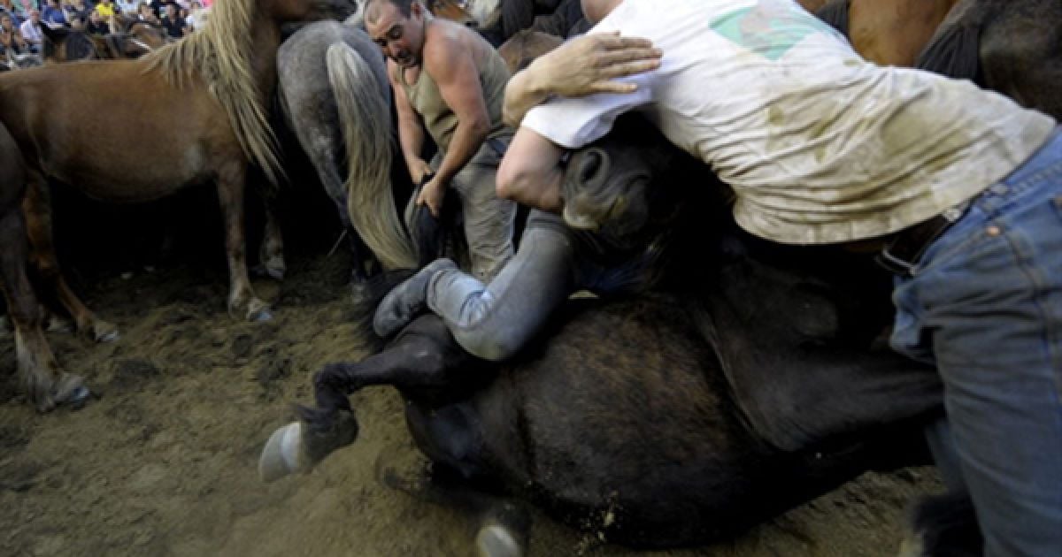 3.07. Фестиваль приборкання диких коней у Сабусебо, Іспанія. За один день місцеві жителі змогли приборка близько 300 диких коней. / © AFP