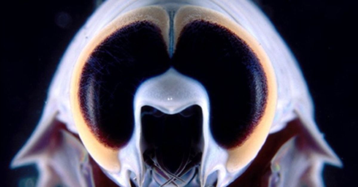 Австралійські вчені за допомогою спеціально створеного обладнання змогли сфотографувати риб та молюсків Великого бар&rsquo;єрного рифу, які живуть на глибині 1,4 кілометри, куди не потрапляє сонячне світло. На фото глибоководний амфіпод. / © AFP